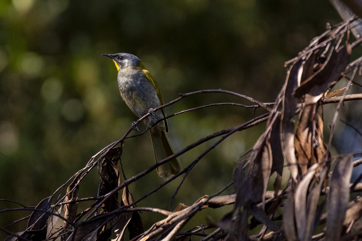 Yellow-throated Honeyeater - ML642049423