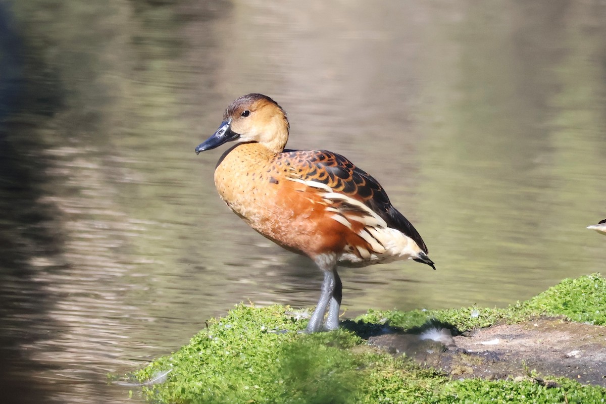 Wandering Whistling-Duck - ML642049424