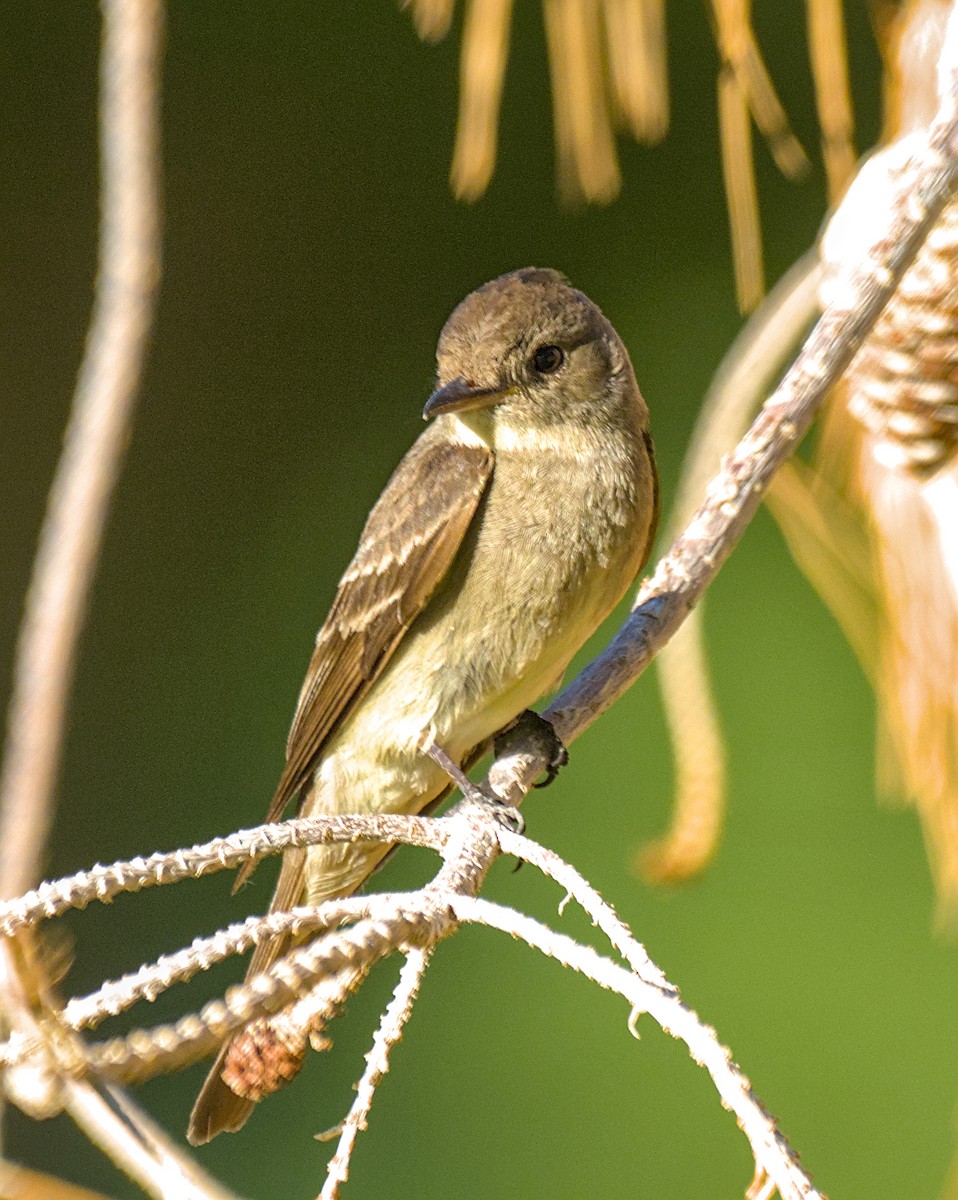 Western Wood-Pewee - ML642049429
