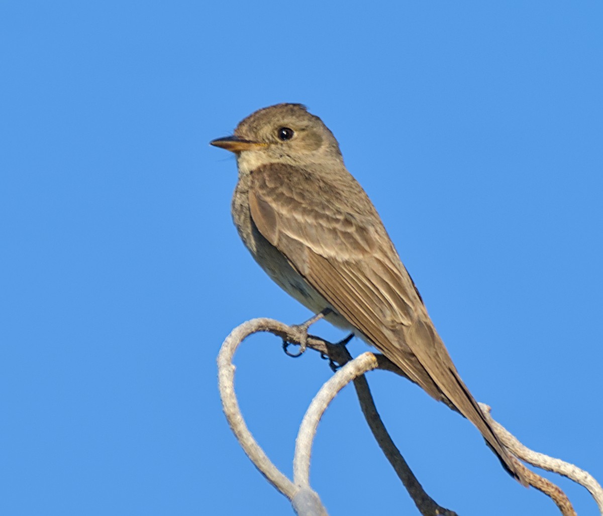 Western Wood-Pewee - ML642049430