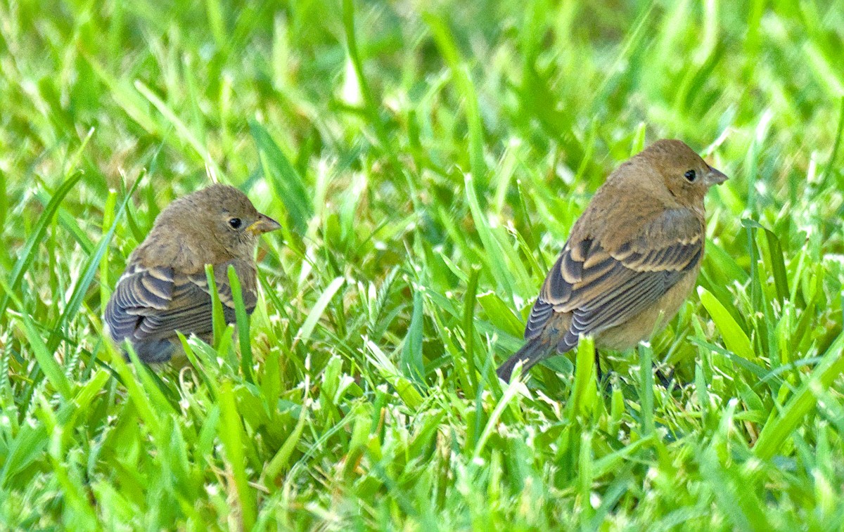 Lazuli Bunting - ML642049436