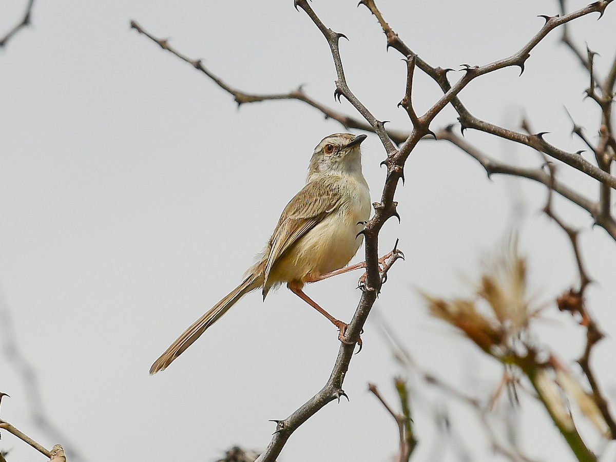 Pale Prinia - ML642049438