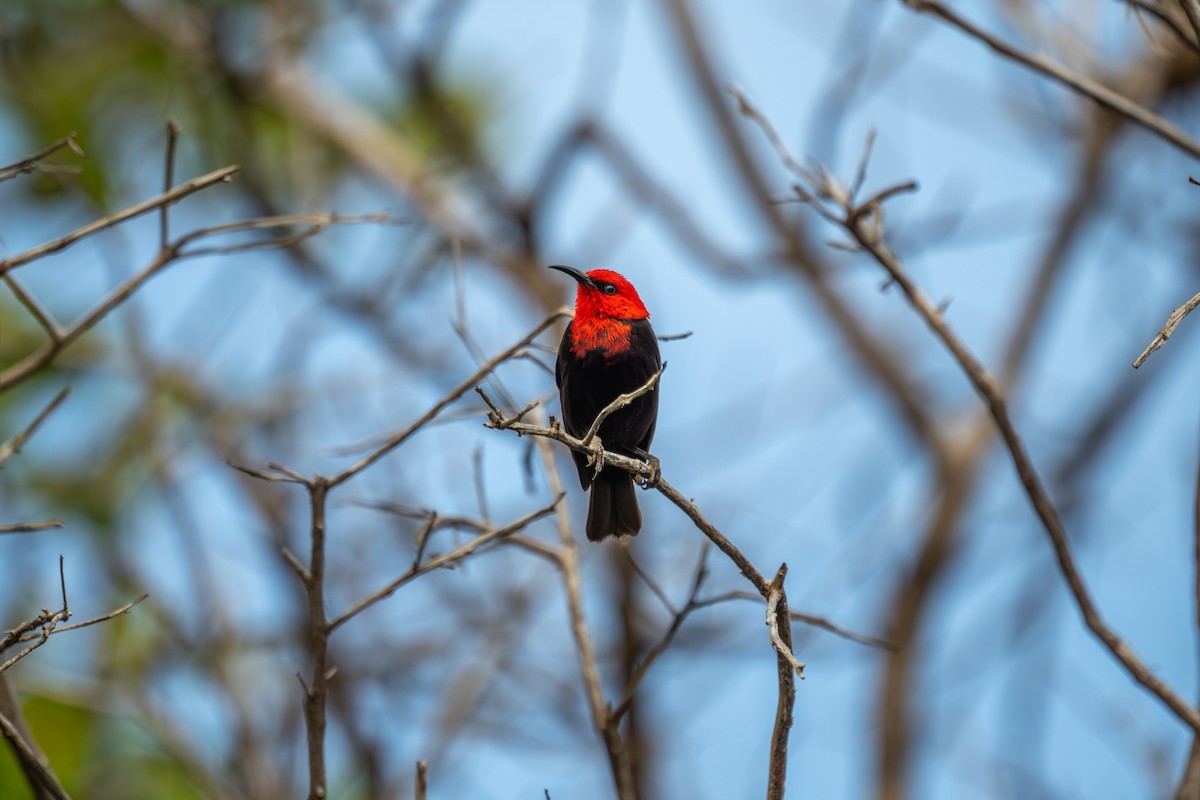 Cardinal Myzomela - ML642049442