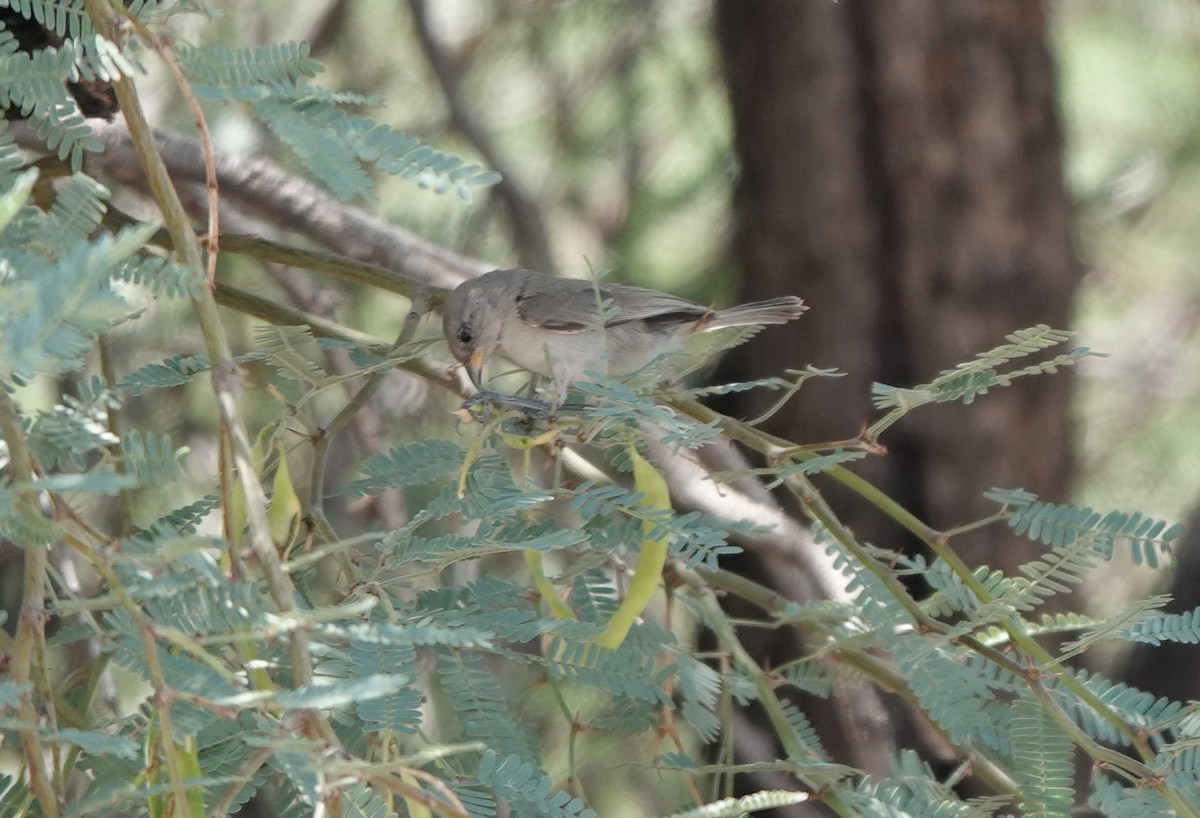 Verdin - ML642049450