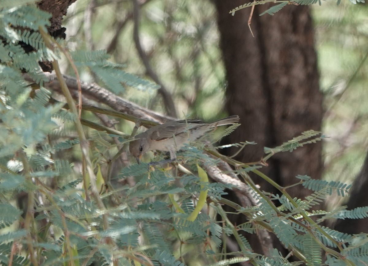 Verdin - ML642049451