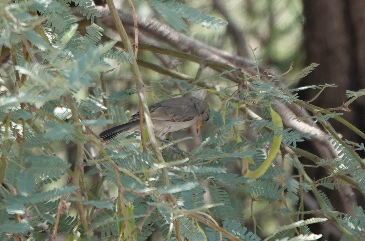 Verdin - ML642049454