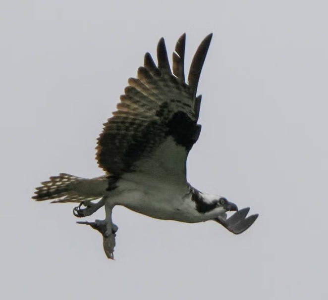 Osprey - ML642049457