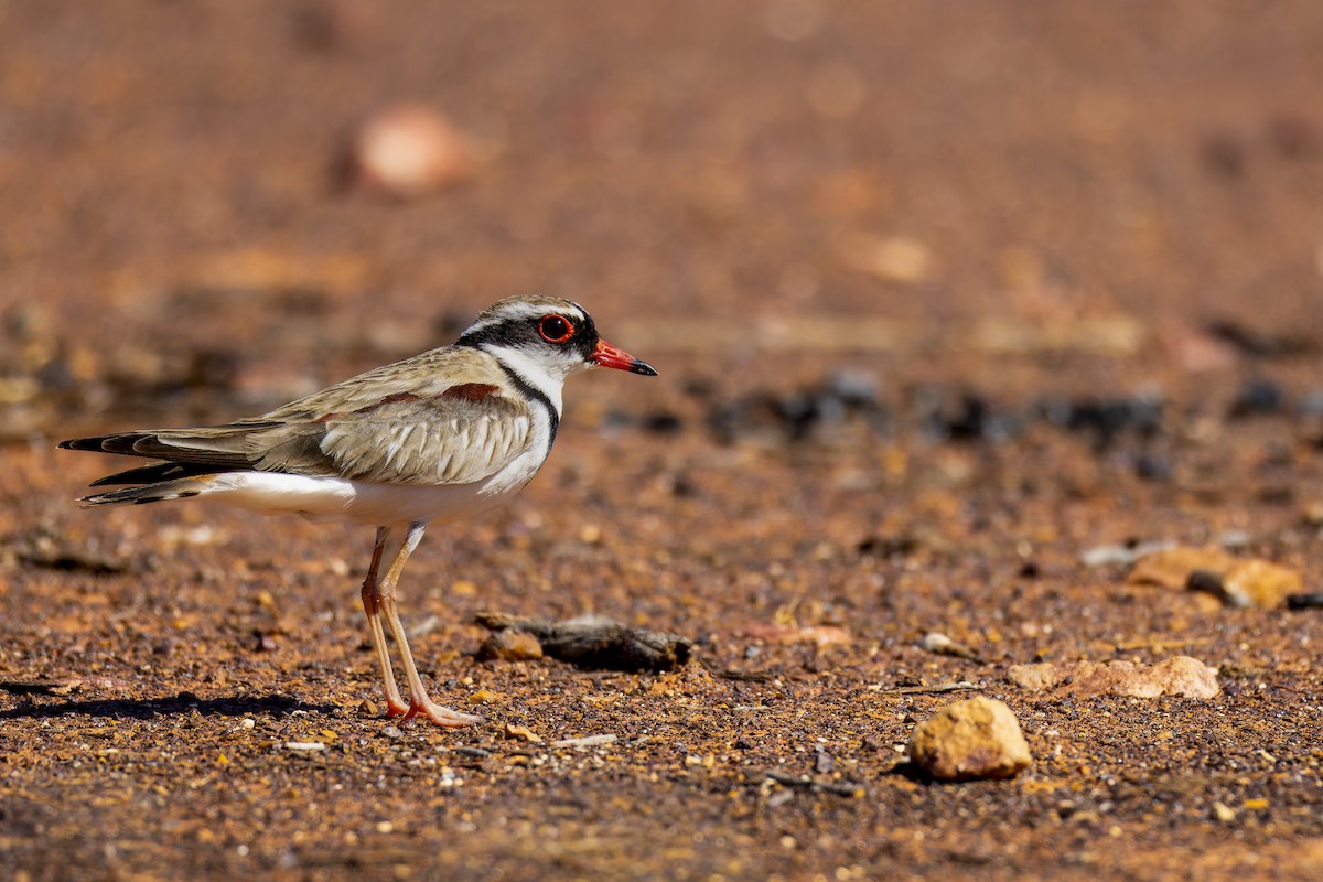 Black-fronted Dotterel - ML642049458