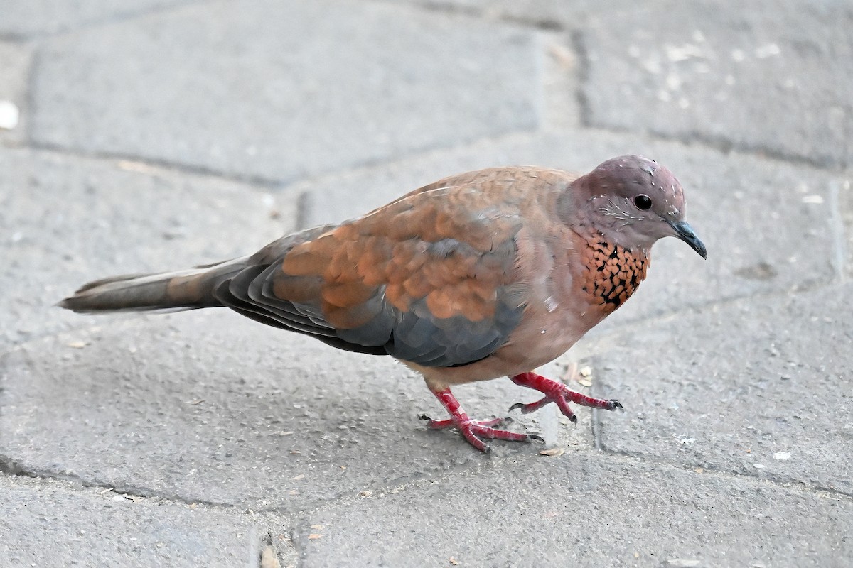 Küçük Kumru - ML642049459