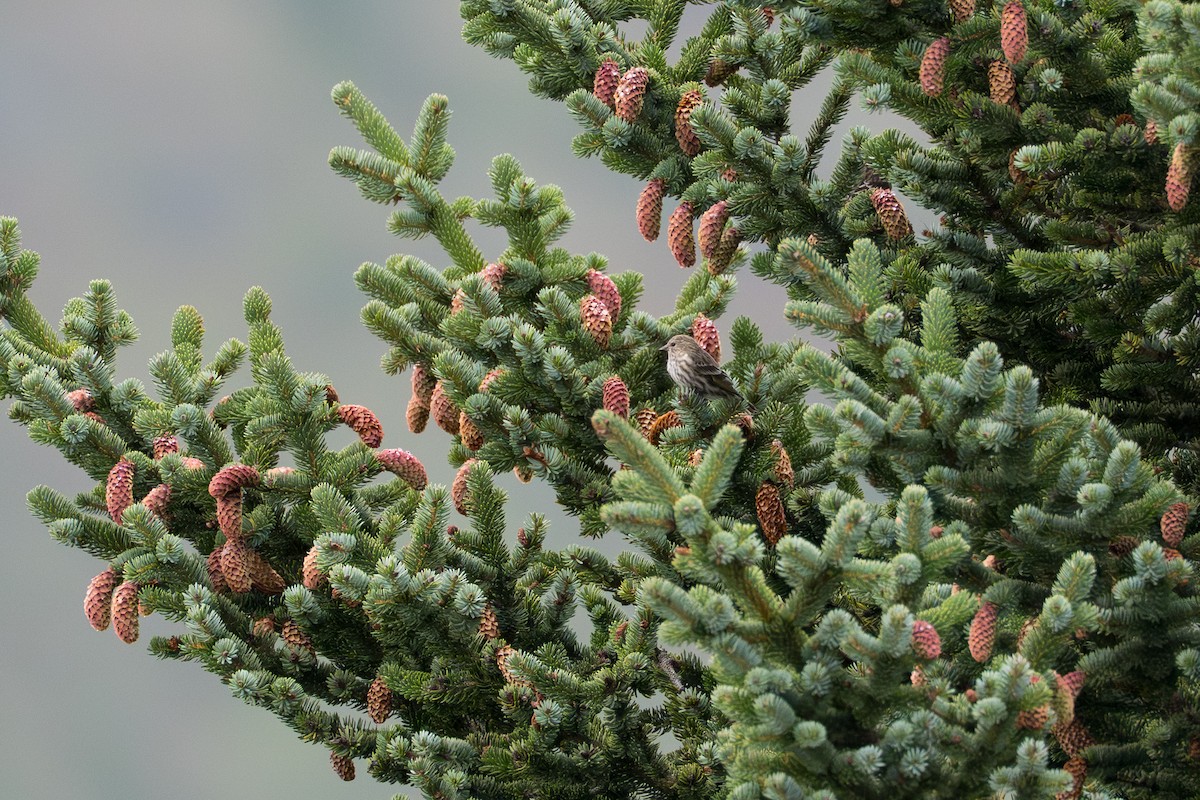 Pine Siskin - ML642049460