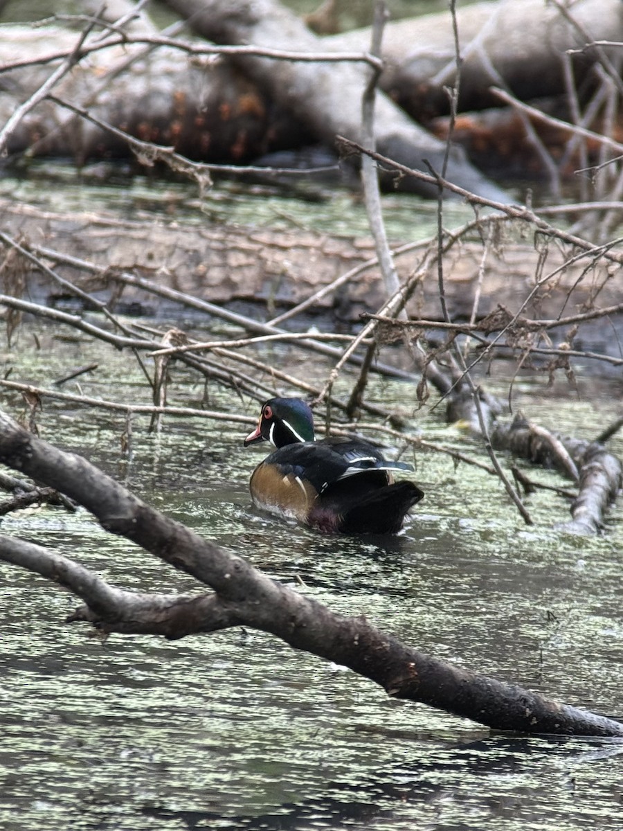 Canard branchu - ML642049466