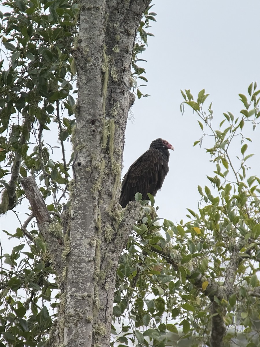Turkey Vulture - ML642049470