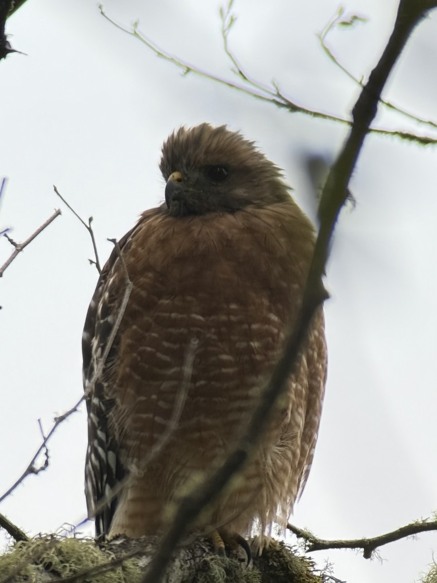 Red-shouldered Hawk - ML642049471