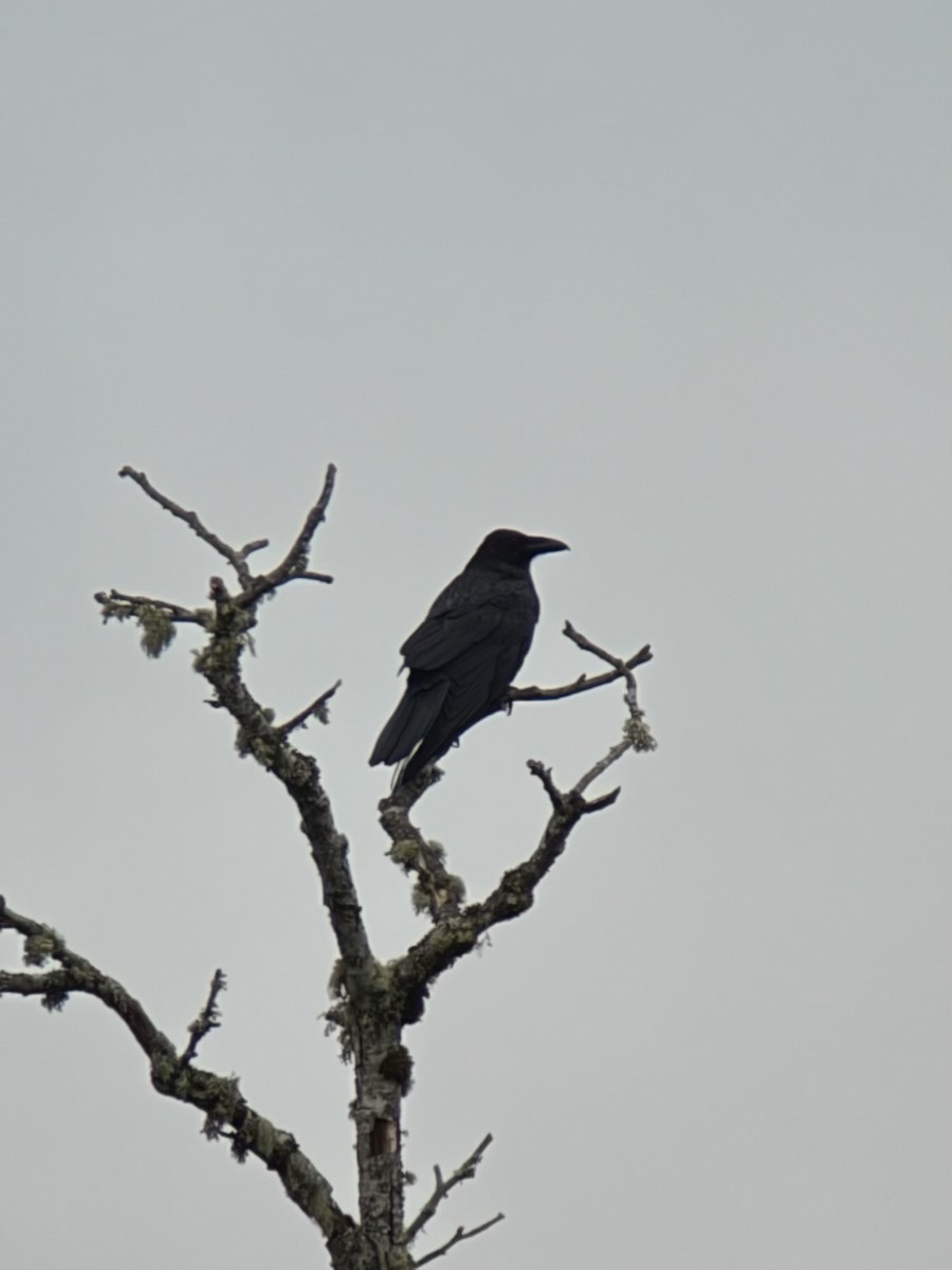 ravn - ML642049474