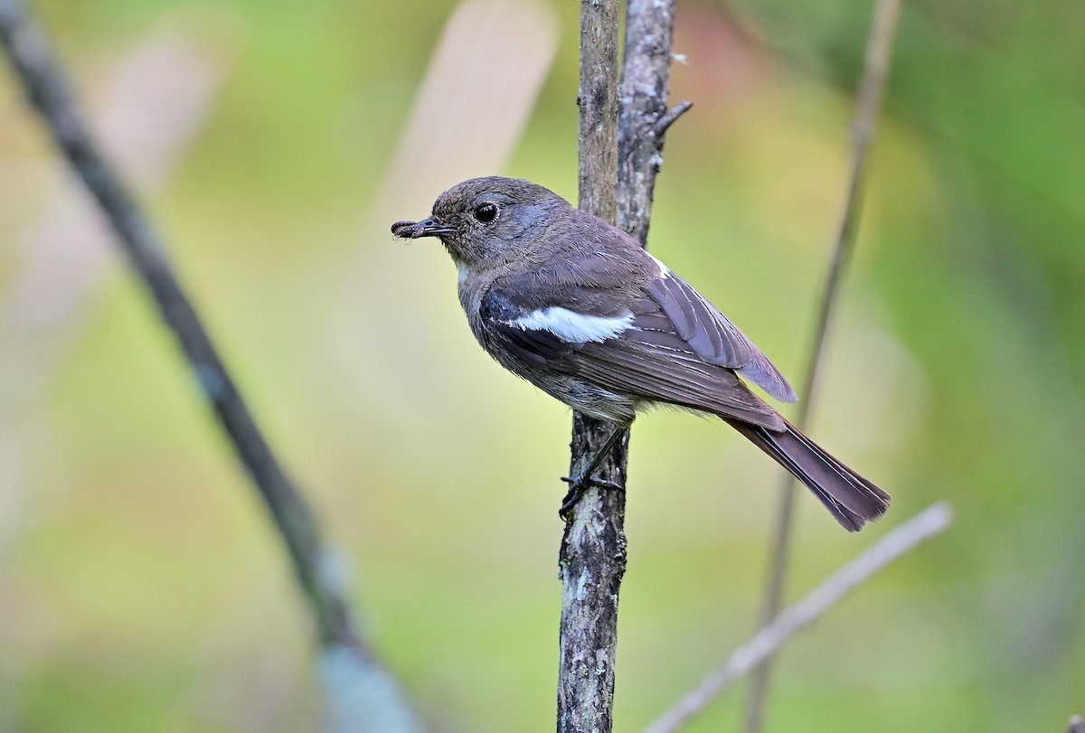 White-throated Redstart - ML642049476