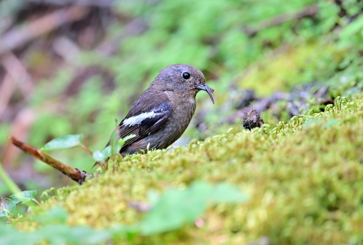 White-throated Redstart - ML642049478