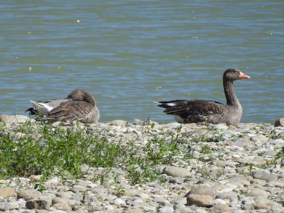 Graylag Goose - ML642049487