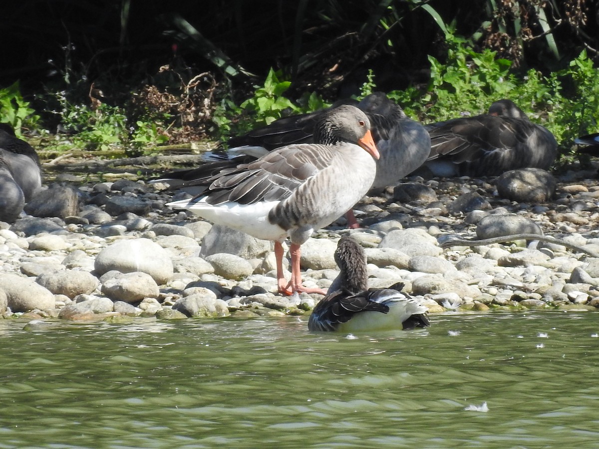 Graylag Goose - ML642049492