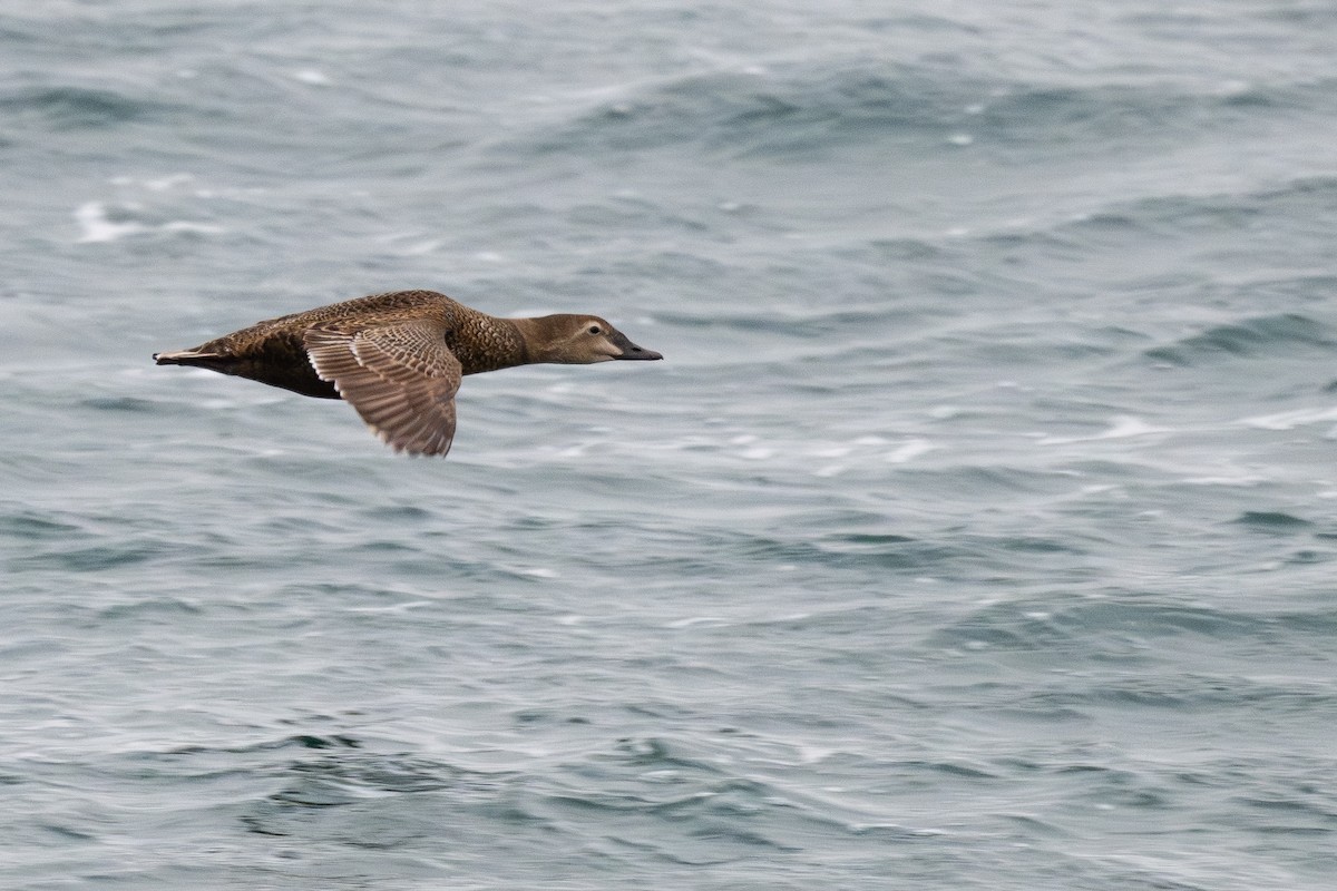 King Eider - ML642049493