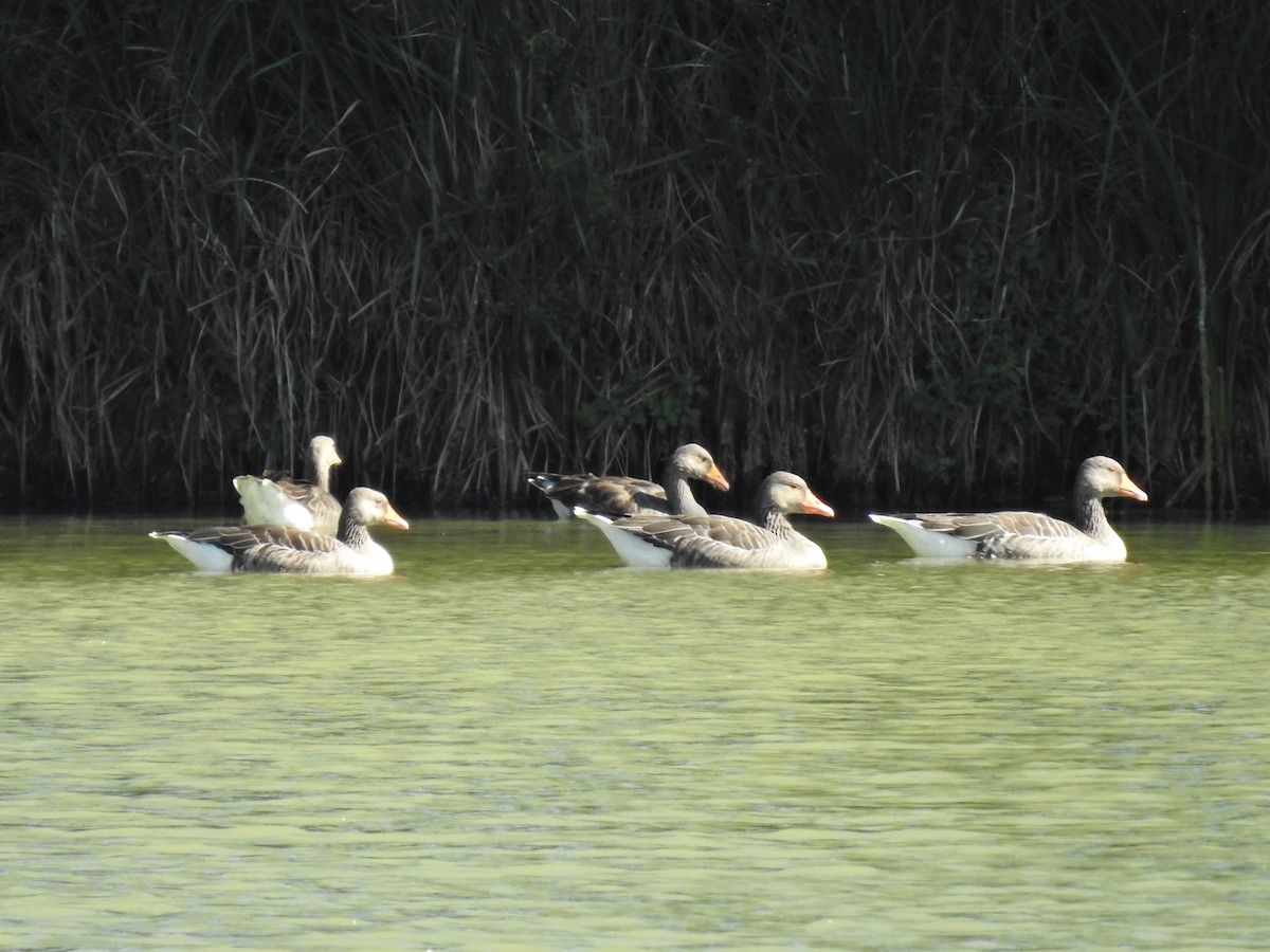Graylag Goose - ML642049494