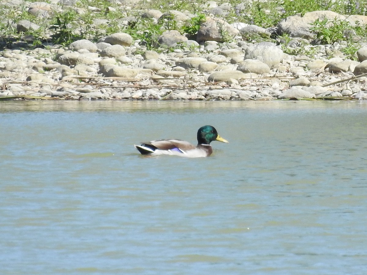 Mallard - ML642049497