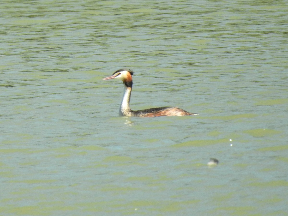 Great Crested Grebe - ML642049501