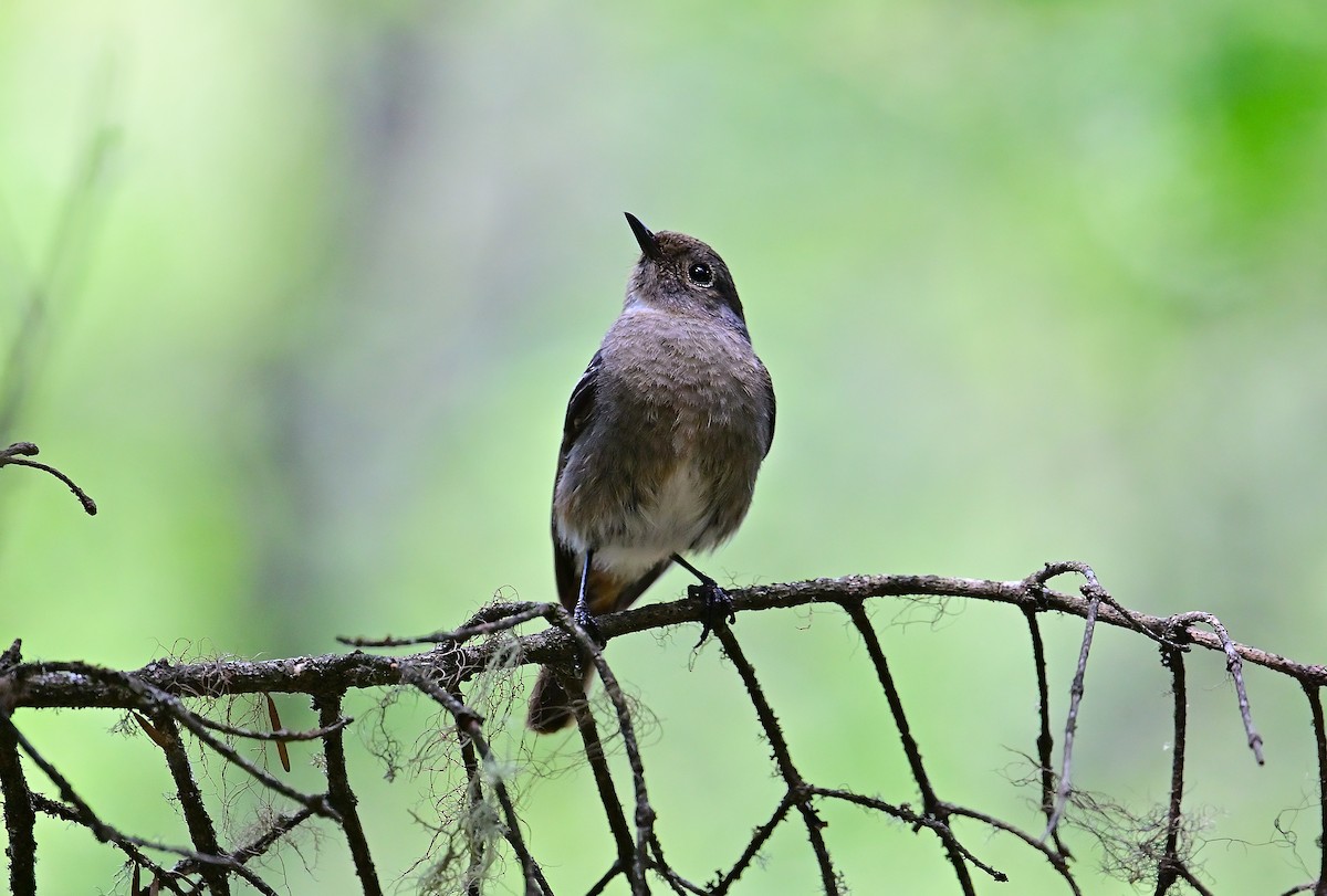 White-throated Redstart - ML642049502