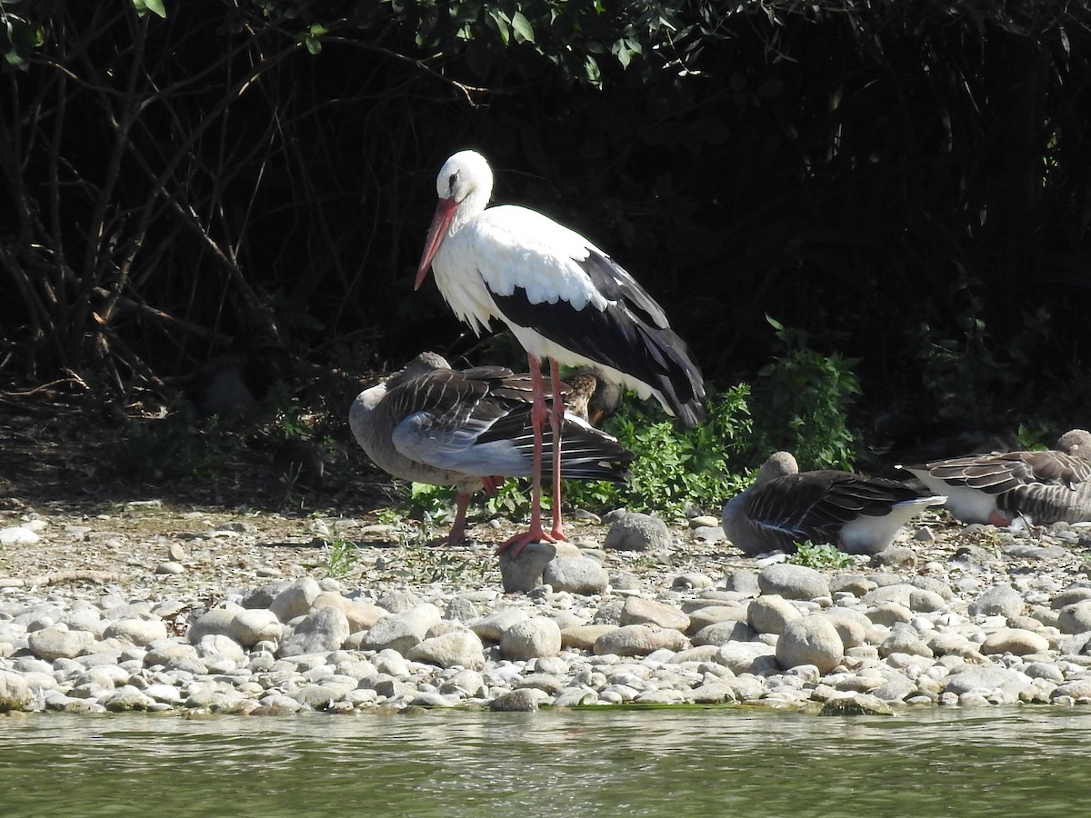 White Stork - ML642049504