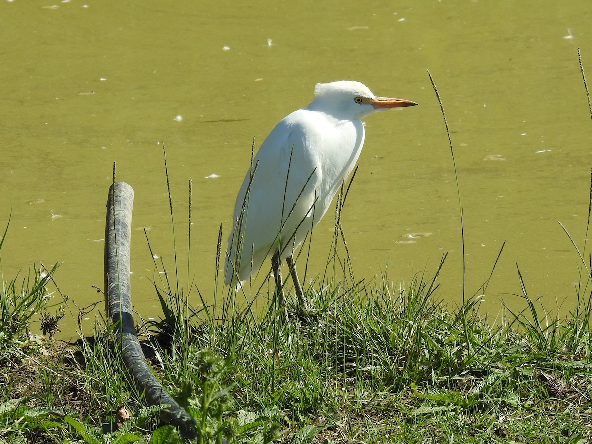 Western Cattle-Egret - ML642049509