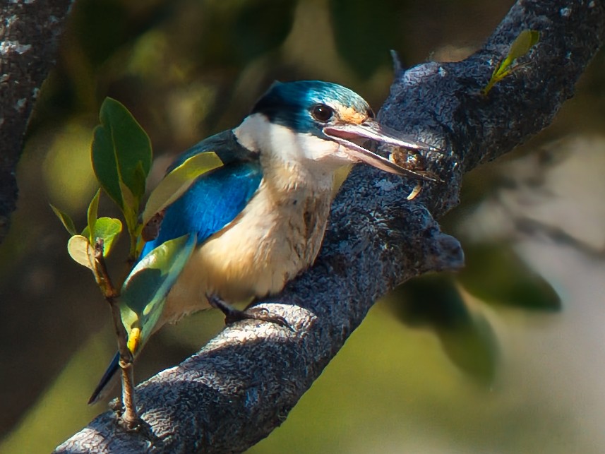 Sacred Kingfisher - ML642049515