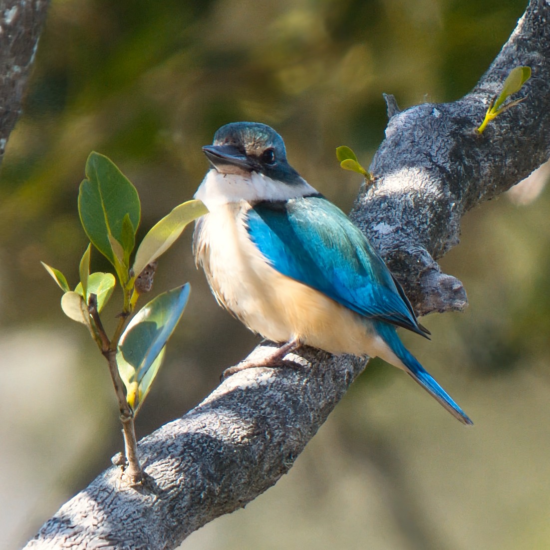Sacred Kingfisher - ML642049517