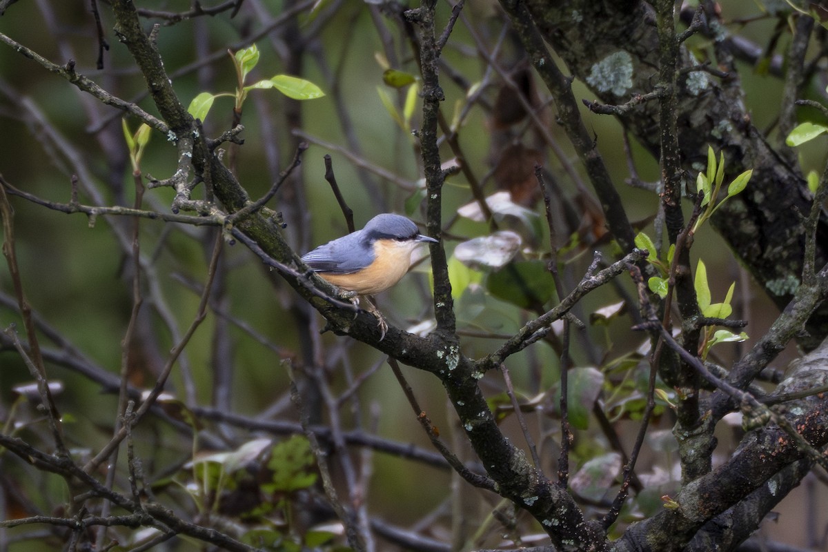 White-tailed Nuthatch - ML642049525