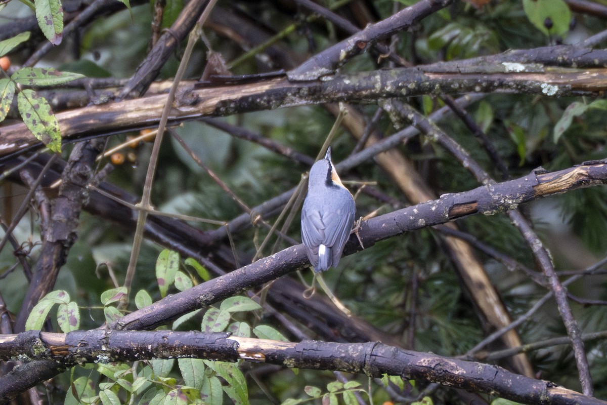 White-tailed Nuthatch - ML642049526