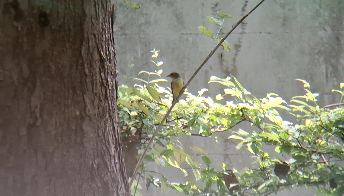 Yellow-rumped Flycatcher - ML642049528