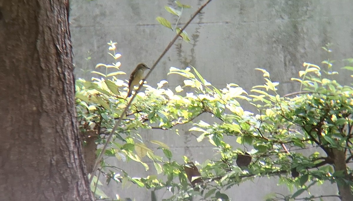 Yellow-rumped Flycatcher - ML642049529