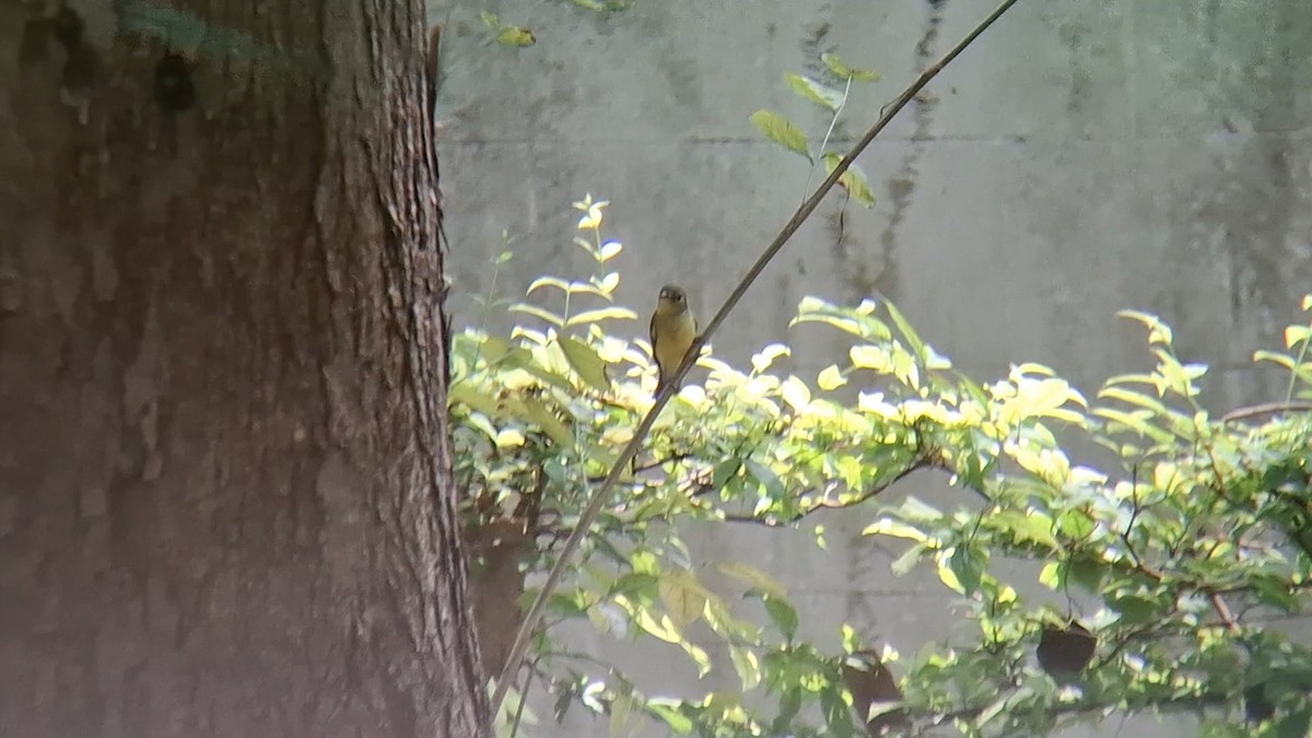 Yellow-rumped Flycatcher - ML642049530