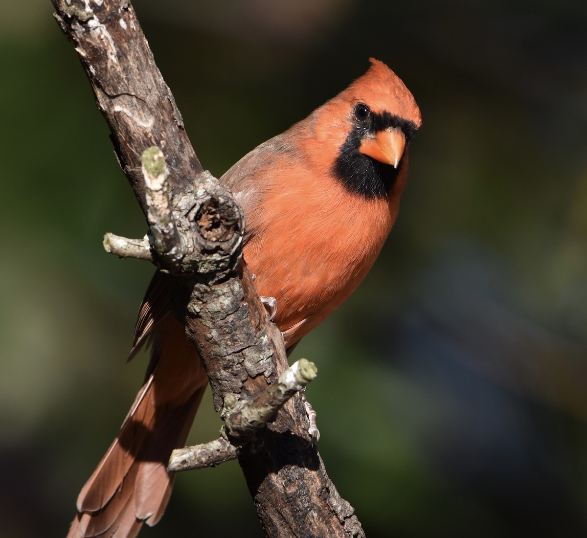 Northern Cardinal - ML642049534