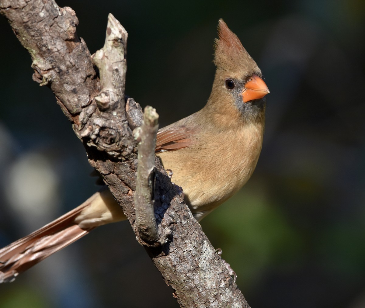 Northern Cardinal - ML642049538