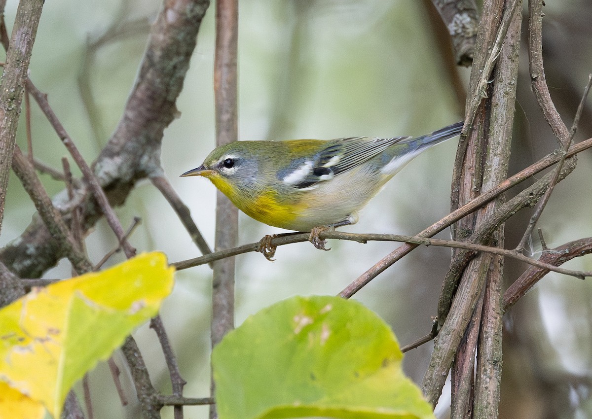 Northern Parula - ML642049540