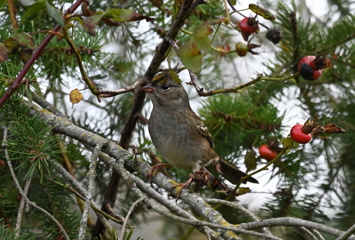 Golden-crowned Sparrow - ML642049547