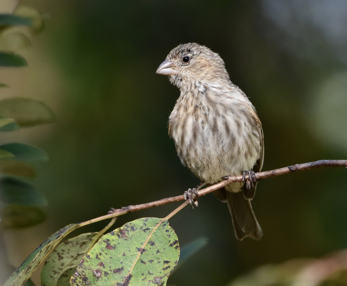 House Finch - ML642049548