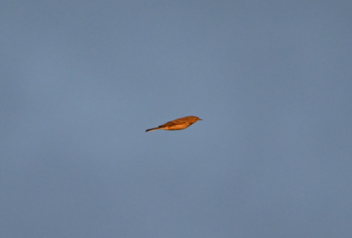 American Pipit - ML642049553