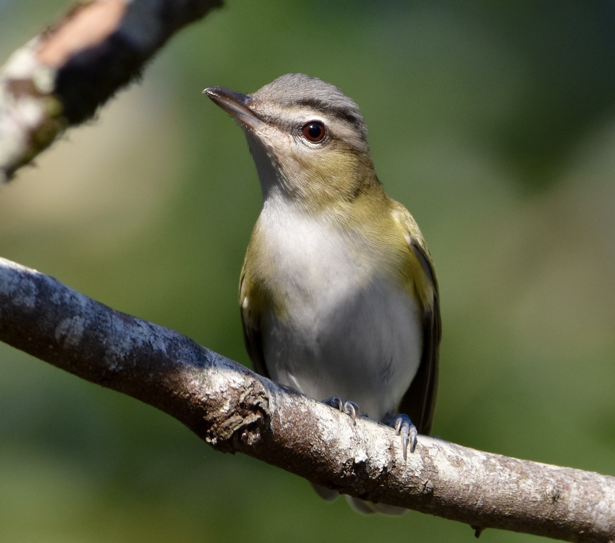 Vireo begigorria - ML642049554