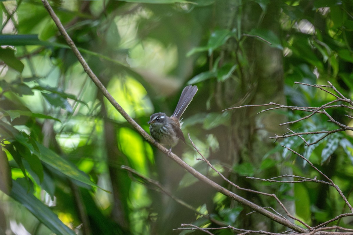 Gray Fantail - ML642049556
