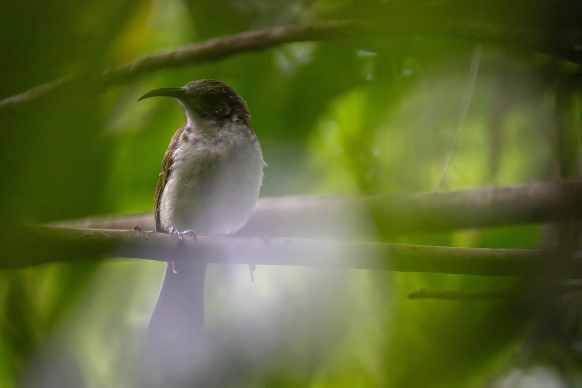 Dark-brown Honeyeater - ML642049557