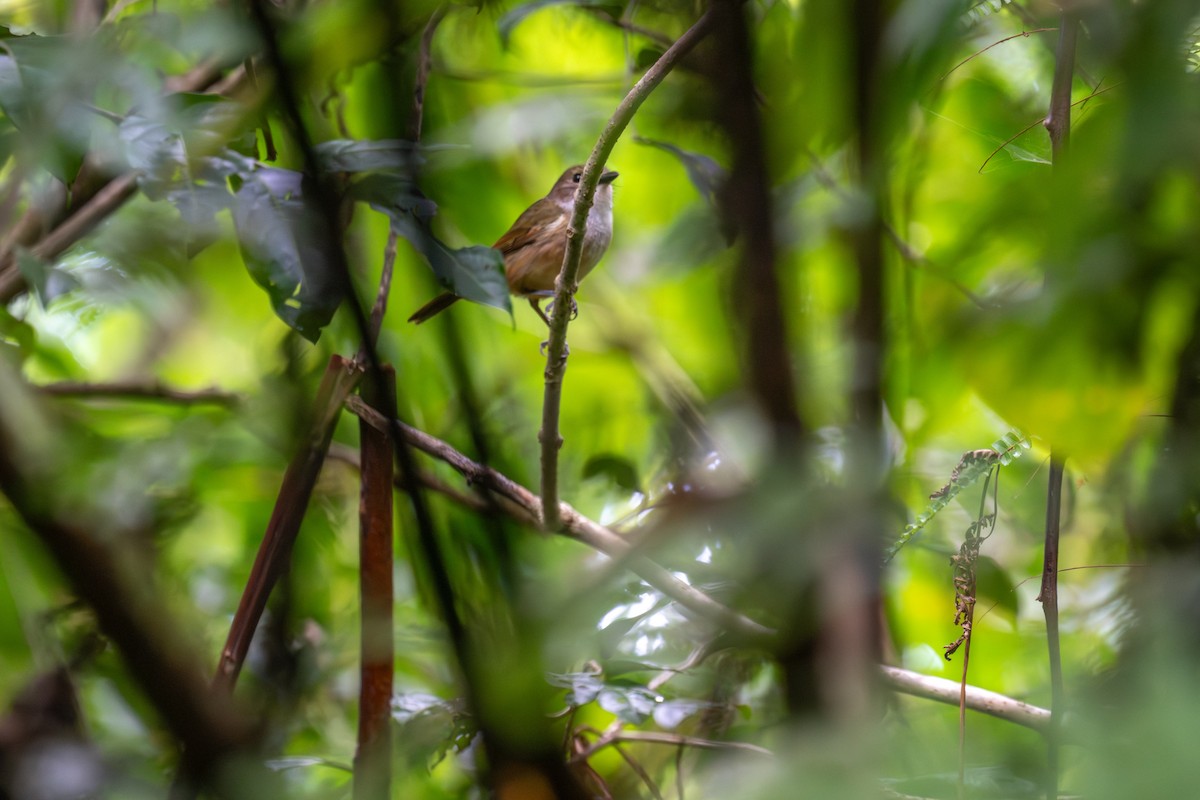 Vanuatu Whistler - ML642049559