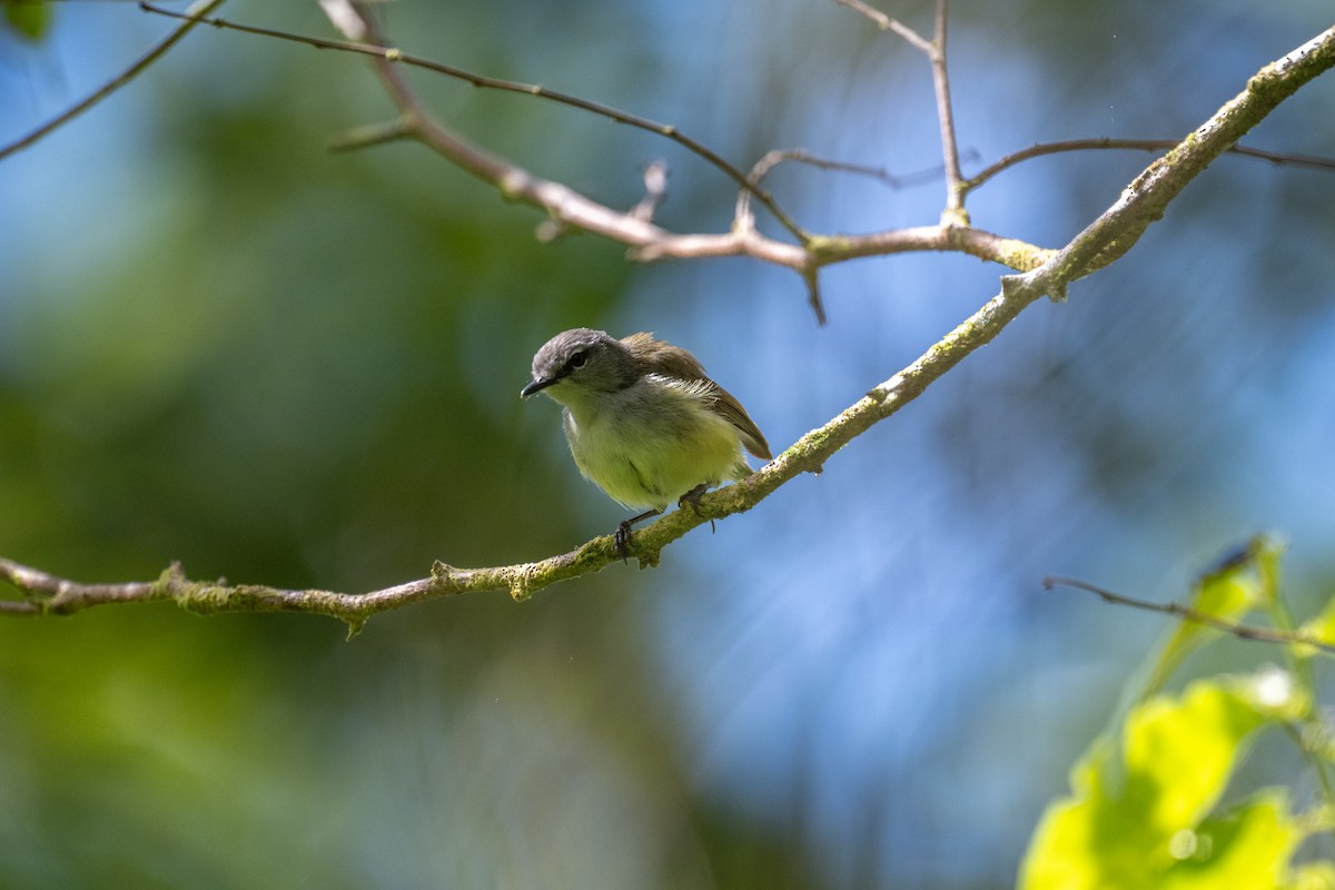 Fan-tailed Gerygone - ML642049563