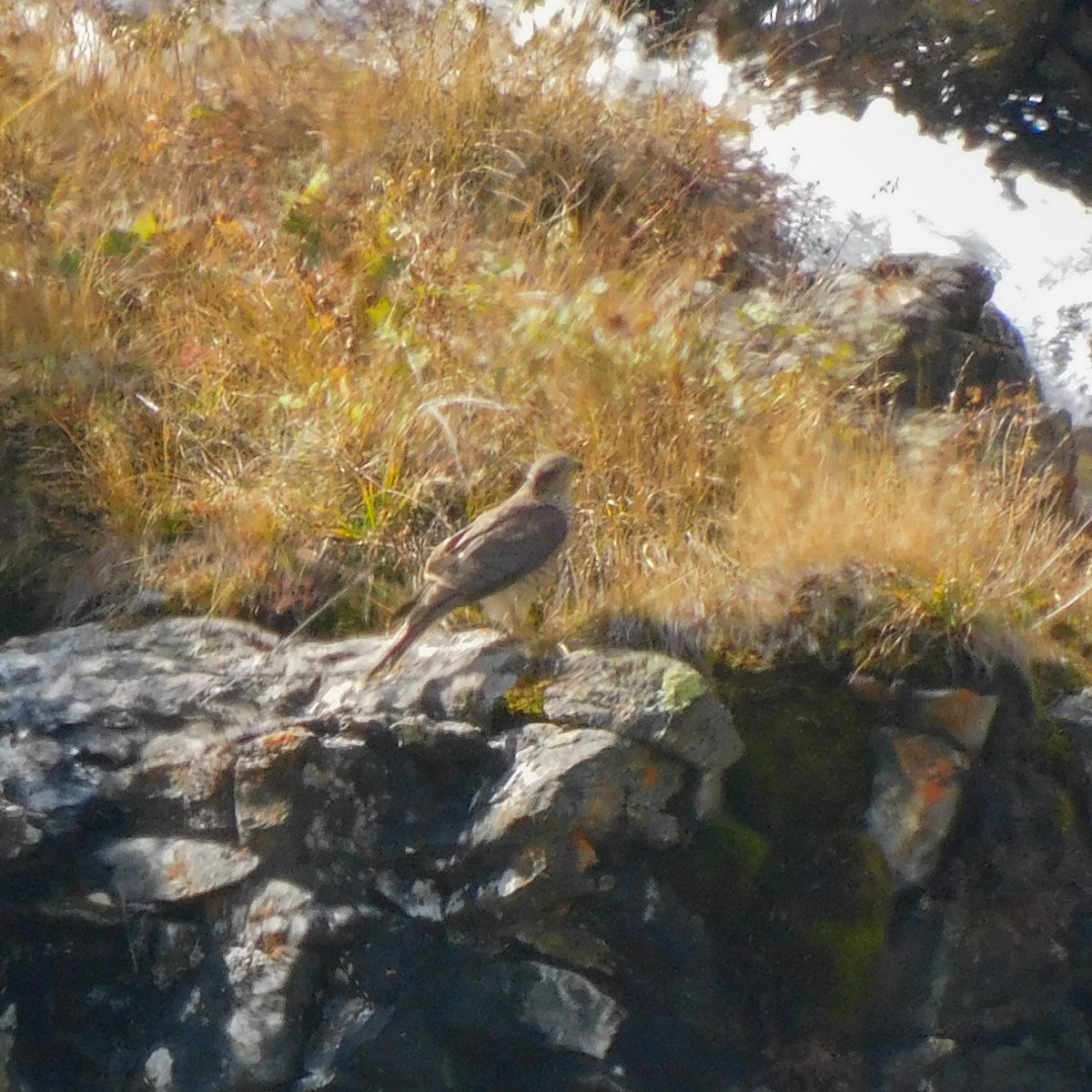 Aztore eurasiarra - ML642049596