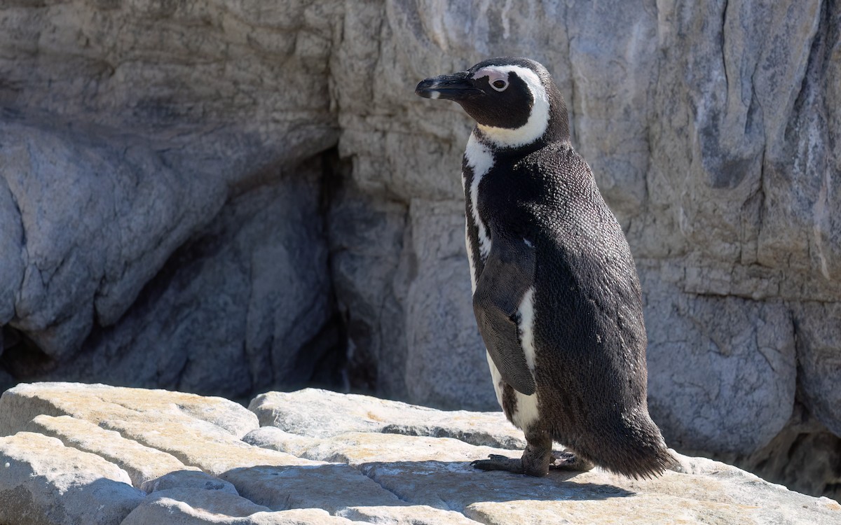 Kap Pengueni - ML642049627