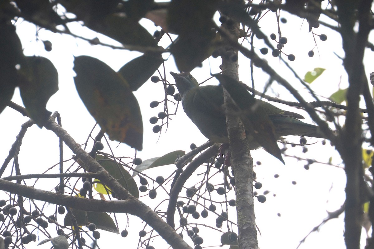 Superb Fruit-Dove (Western) - ML642049634